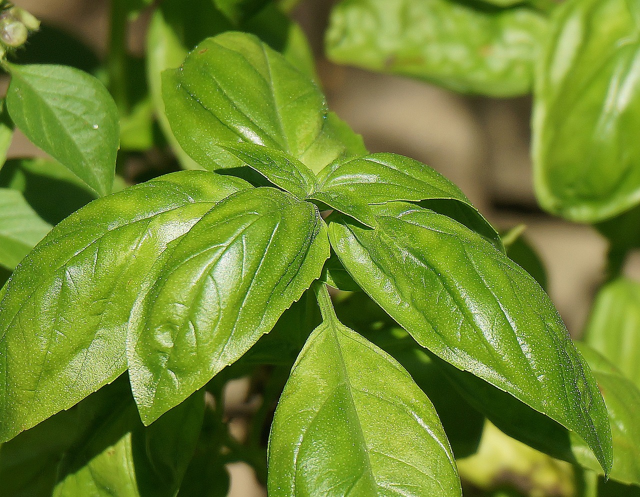 Drying Herbs from Your Garden 101